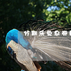 分期乐免息券群(分期乐免息券领取)