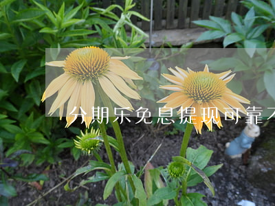 分期乐免息提现可靠不