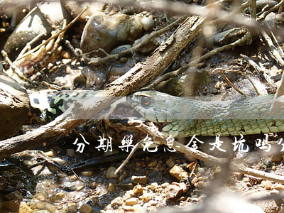 分期乐免息金是坑吗(分期乐免息和不免息)