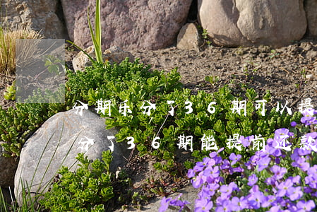 分期乐分了36期可以提前还款吗-分期乐分了36期能提前还款吗
