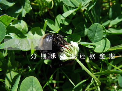 分期乐分期还款逾期