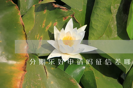 分期乐好申请吗(征信差哪个平台可以借钱)