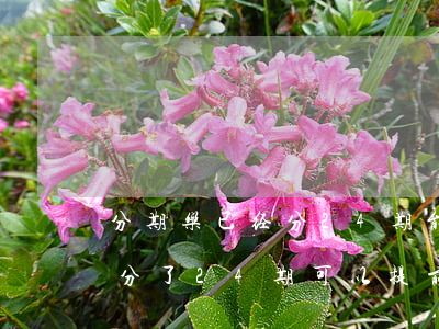 分期乐已经分24期能提前还款吗-分期乐分了24期可以提前还款吗