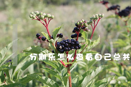 分期乐怎么查看自己总共欠多少-