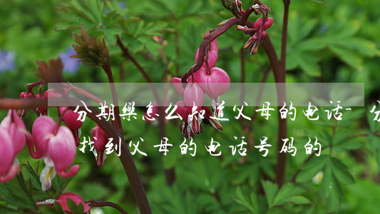 分期乐怎么知道父母的电话-分期乐是如何找到父母的电话号码的