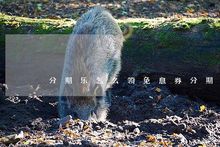 分期乐怎么领免息券(分期乐怎么领免息券)