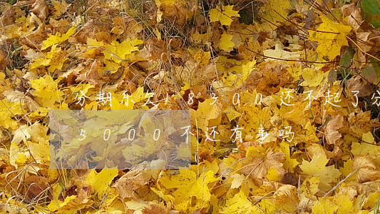 分期乐欠18300还不起了(分期乐借了15000不还有事吗)