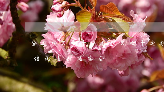 分期乐欠七千(分期乐欠七千逾期一个月发短信说通知居委会)