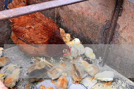 分期乐欠了五千多