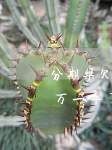 分期乐欠五万无力偿还怎么办(分期乐欠了5万一年了怎么还没起诉)