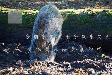 分期乐欠五千(分期乐欠五千多今天打电话他说他是法院是真的吗)