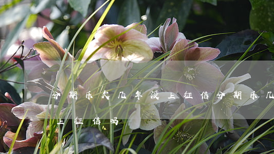 分期乐欠几年没上征信(分期乐几年前借的会上征信吗)