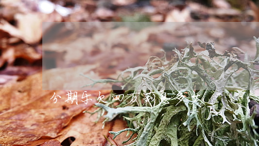分期乐欠四万利息多少