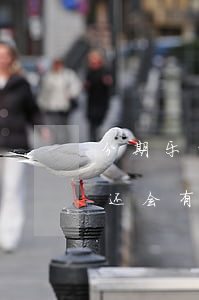 分期乐的钱不还有什么后果-分期乐的钱不还会有什么后果