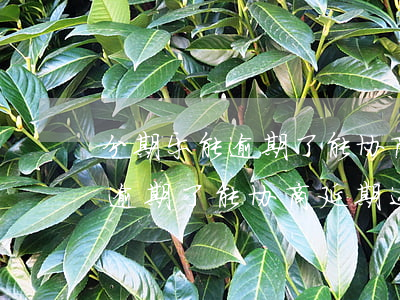 分期乐能逾期了能协商延期还款吗(分期乐能逾期了能协商延期还款吗)
