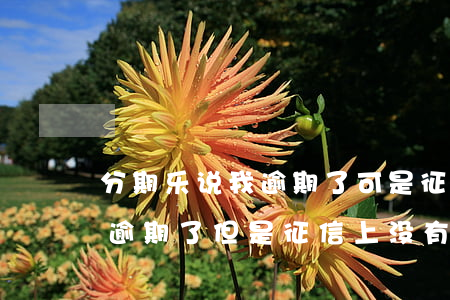 分期乐说我逾期了可是征信上没有-分期乐逾期了但是征信上没有显示逾期怎么回事