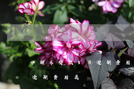 分期乐贷款3万逾期费用是(分期乐贷款3万逾期费用是)