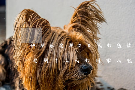 分期乐逾期20天打电话给家里人-分期乐逾期十几天,打到家人电话了,怎么办?
