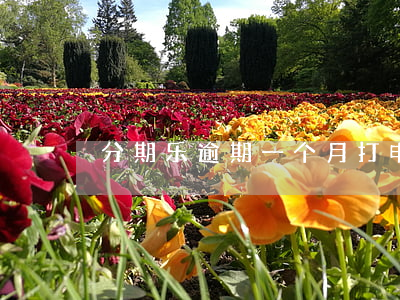分期乐逾期一个月打电话给公司-