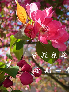 分期乐逾期一个月还清能继续借吗-分期乐逾期一个月还完 还可以再借吗