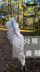 分期乐逾期一天就无法使用了咋办-分期乐逾期一天还款现在借不了怎么回事