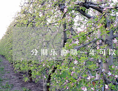 分期乐逾期一年可以只还本金吗