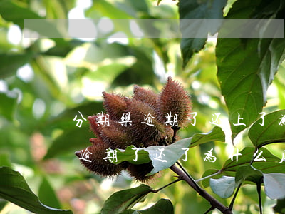 分期乐逾期了还上了为什么借不了-分期乐逾期了还了为什么后面就用不了了