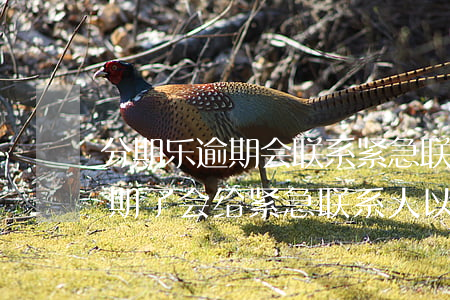 分期乐逾期会联系紧急联系人吗-分期乐逾期了会给紧急联系人以外的人打电话吗