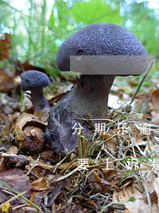 分期乐逾期会请律师(分期乐逾期两个月,说的要上诉,是真的吗)