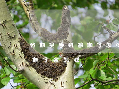 分期买手机逾期了怎么办（分期购买的手机逾期了会怎样）