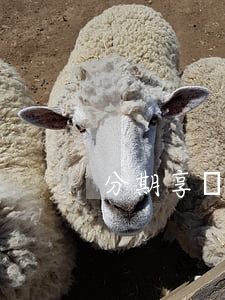分期享兩年免息(兩年免息分期相當于幾折)