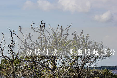 分期付款一期逾期起訴(分期付款是逾期嗎)