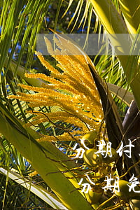 分期付款免息和手續(xù)費(fèi)(分期免息免手續(xù)費(fèi)是什么意思)