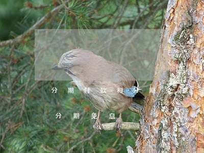 分期付款和分期免息可以疊加嗎（分期付款和分期免息）