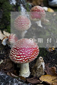 分期付款如何計(jì)算逾期付款損失-