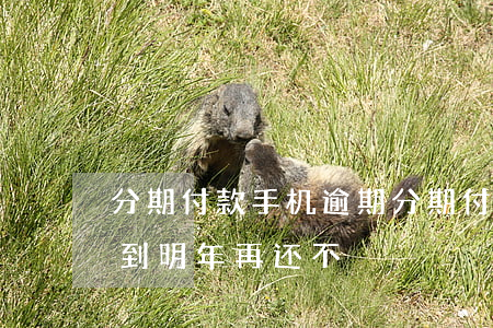 分期付款手机逾期(分期付款手机逾期可以等到明年再还不)