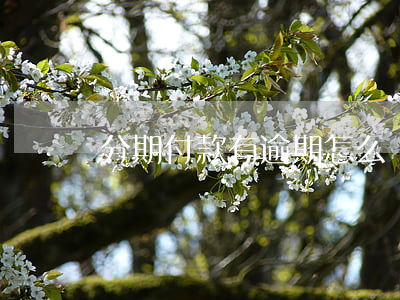 分期付款有逾期怎么辦(分期貸款逾期)
