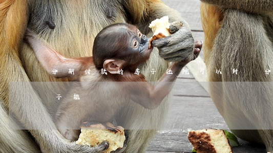 分期付款的房子法院可以封嗎(分期付款的房子能過戶嗎)