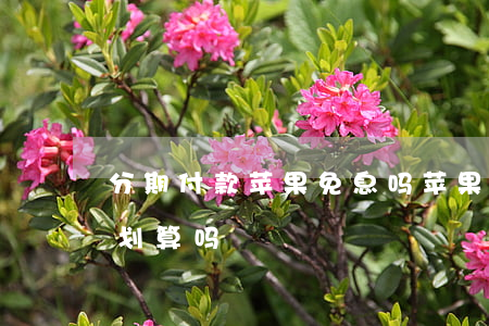 分期付款苹果免息吗(苹果手机分期免息付款划算吗)