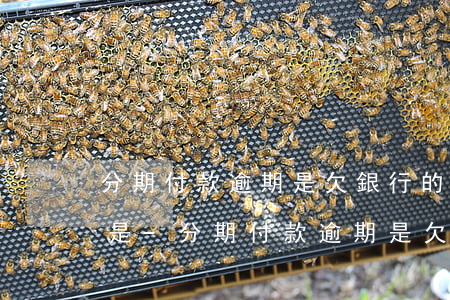分期付款逾期是欠銀行的錢(qián)還是-分期付款逾期是欠銀行的錢(qián)還是銀行的錢(qián)
