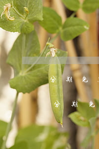 分期免息24期ps5-華為手機(jī)分期免息24期