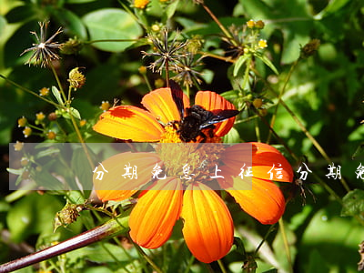 分期免息上征信(分期免息到底會不會多花錢)
