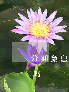 分期免息会自动还款吗(分期免息会自动还款吗)