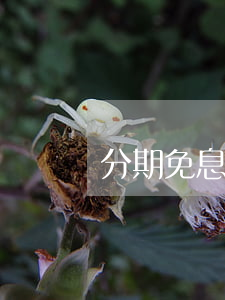 分期免息哪里买(分期免息购物app)