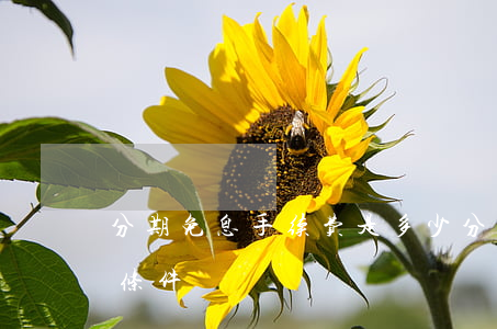 分期免息手续费是多少(分期免息要满足什么条件)