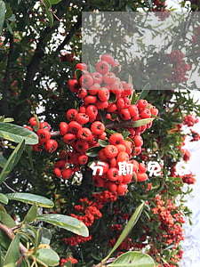 分期免息是下月還嗎(分期免息是原價嗎)