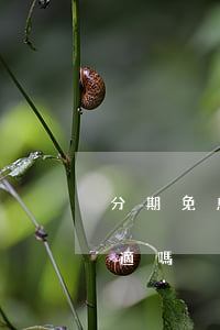 分期免息買平板合適嗎-分期免息買平板合適嗎