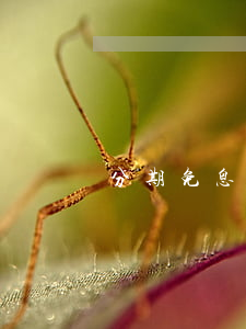 分期免息賣家怎么回款 分期免息怎么付款