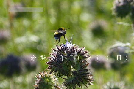 分期免手續(xù)費(fèi)免息陷阱