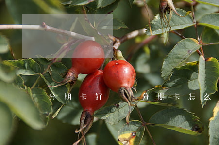 分期卡好辦嗎（分期卡怎么辦理）